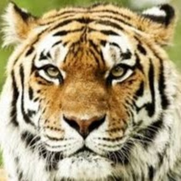 binghamtiger